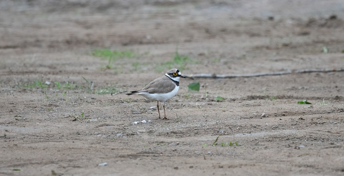 Txirritxo txikia (curonicus) - ML647882097