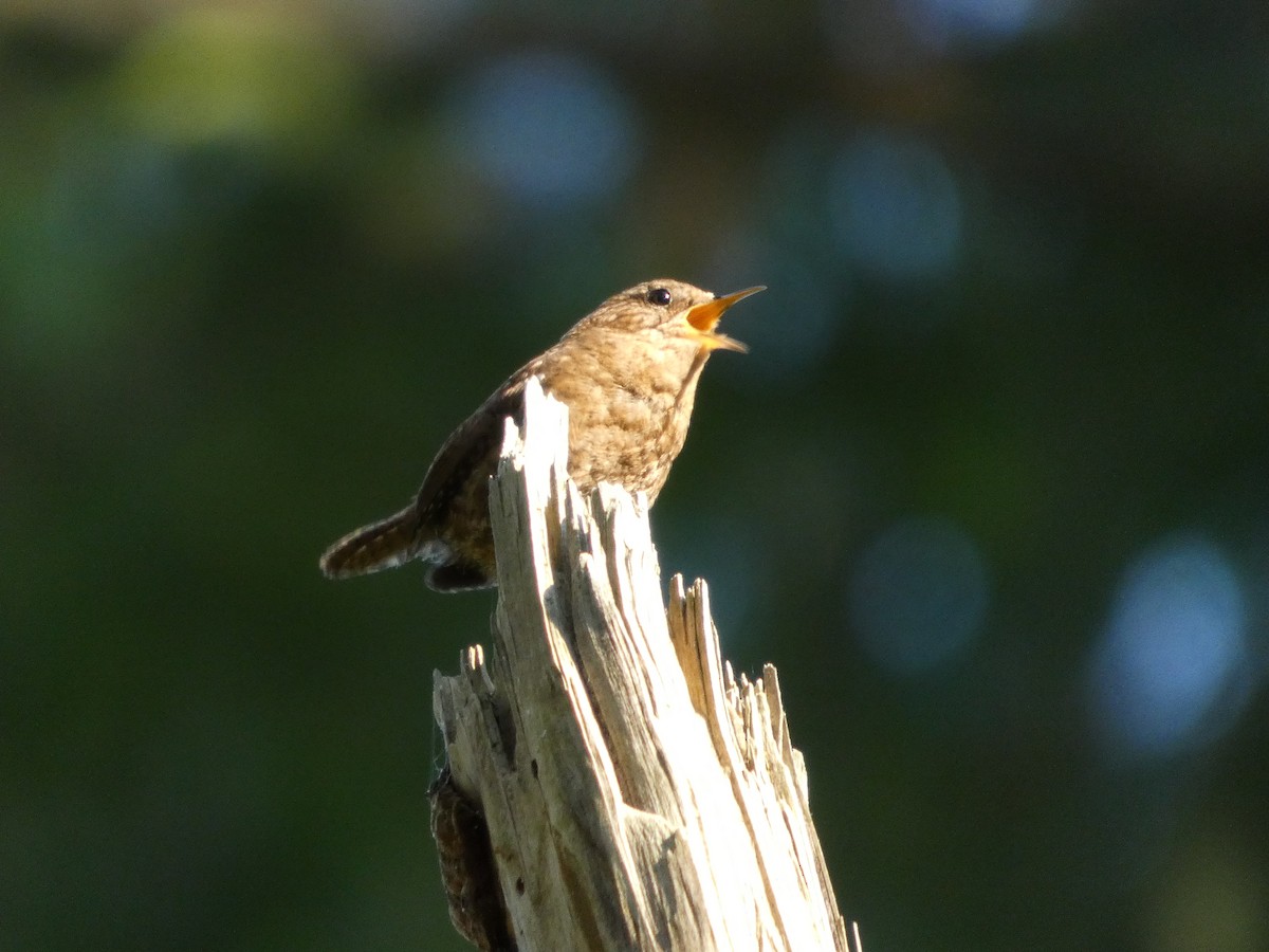 Pacific Wren - ML647882099