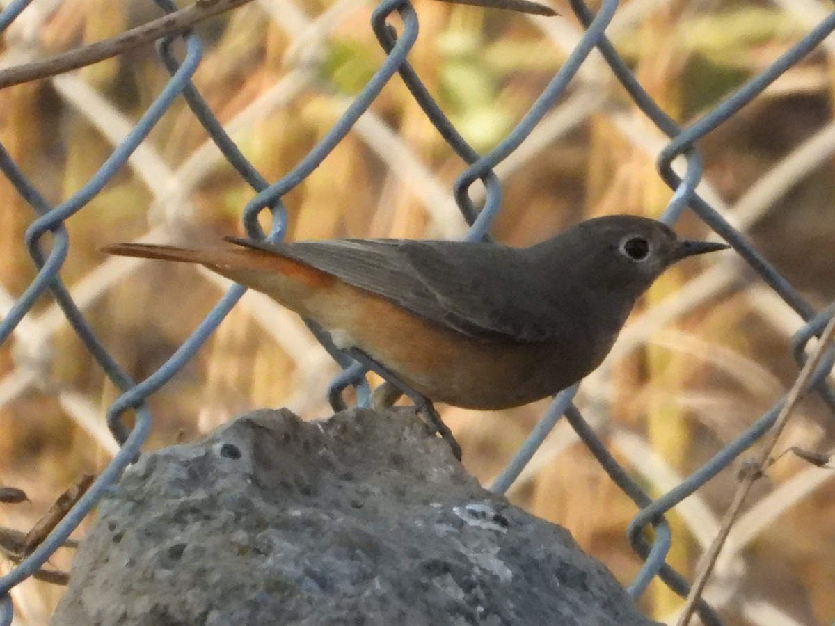 Buztangorri iluna - ML647882100