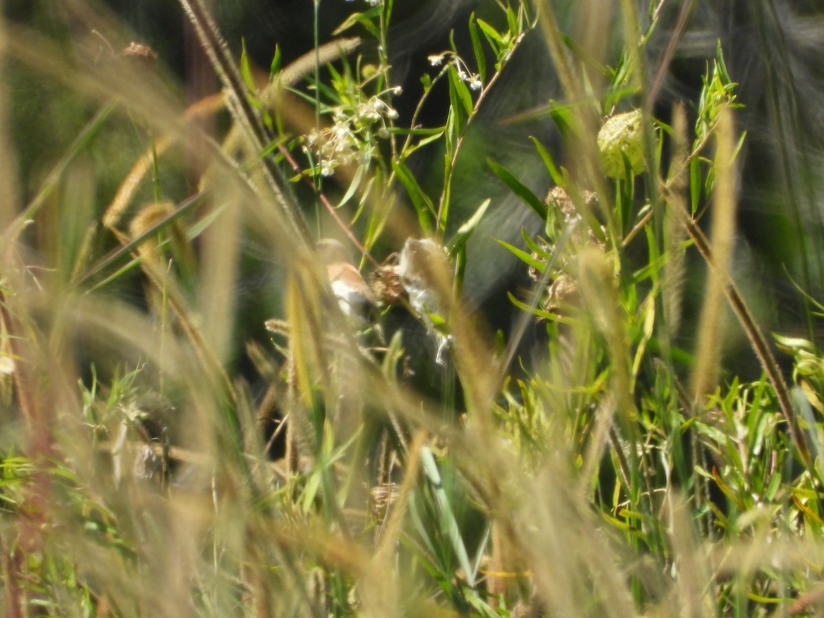 Chestnut-breasted Munia - ML647882101