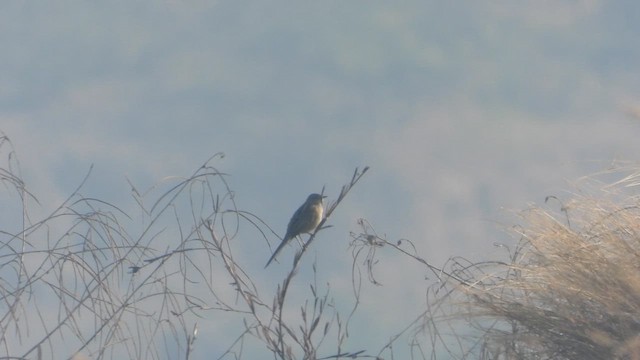 Матата болотяна - ML647882139