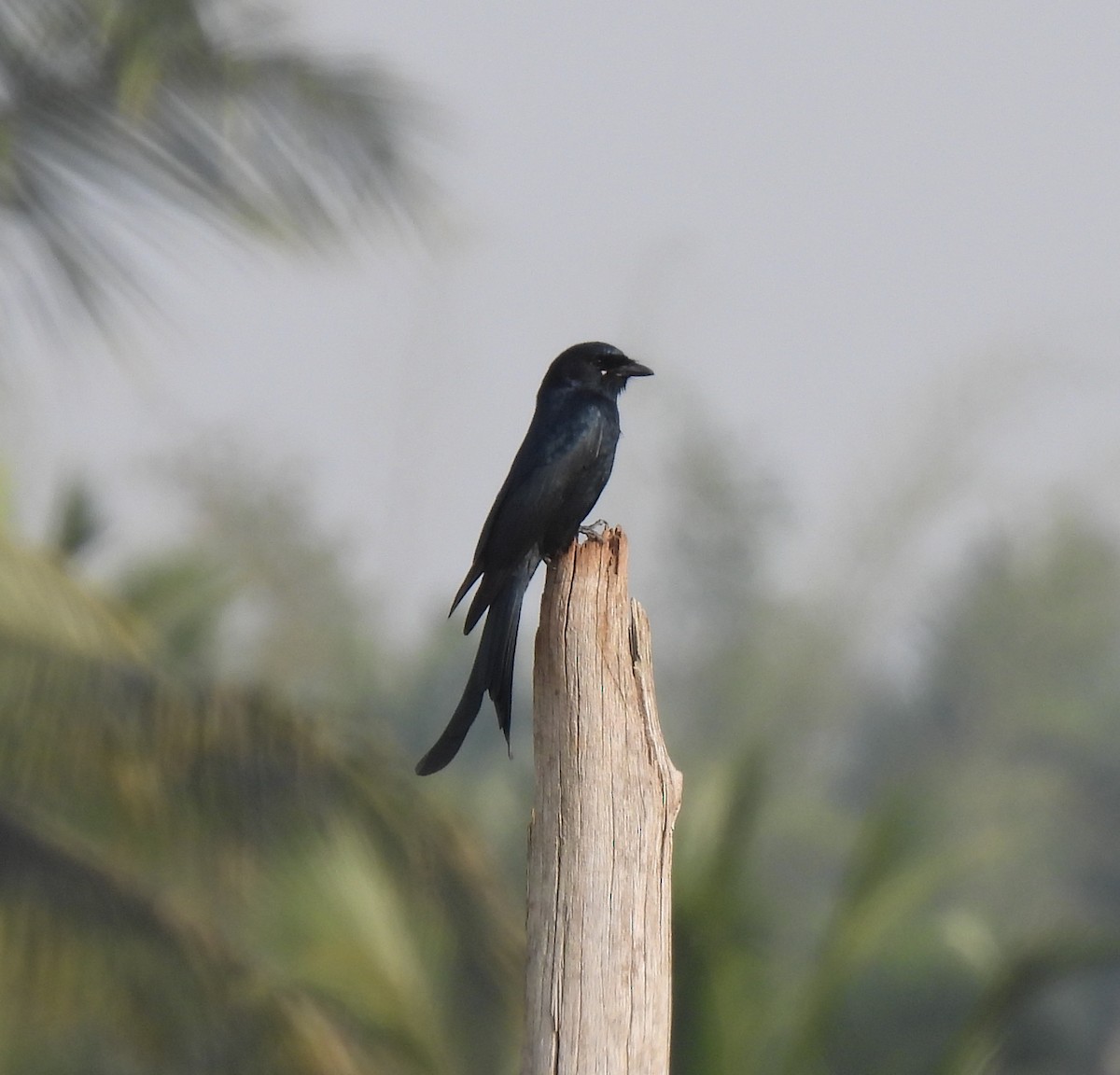 Black Drongo - ML647882164