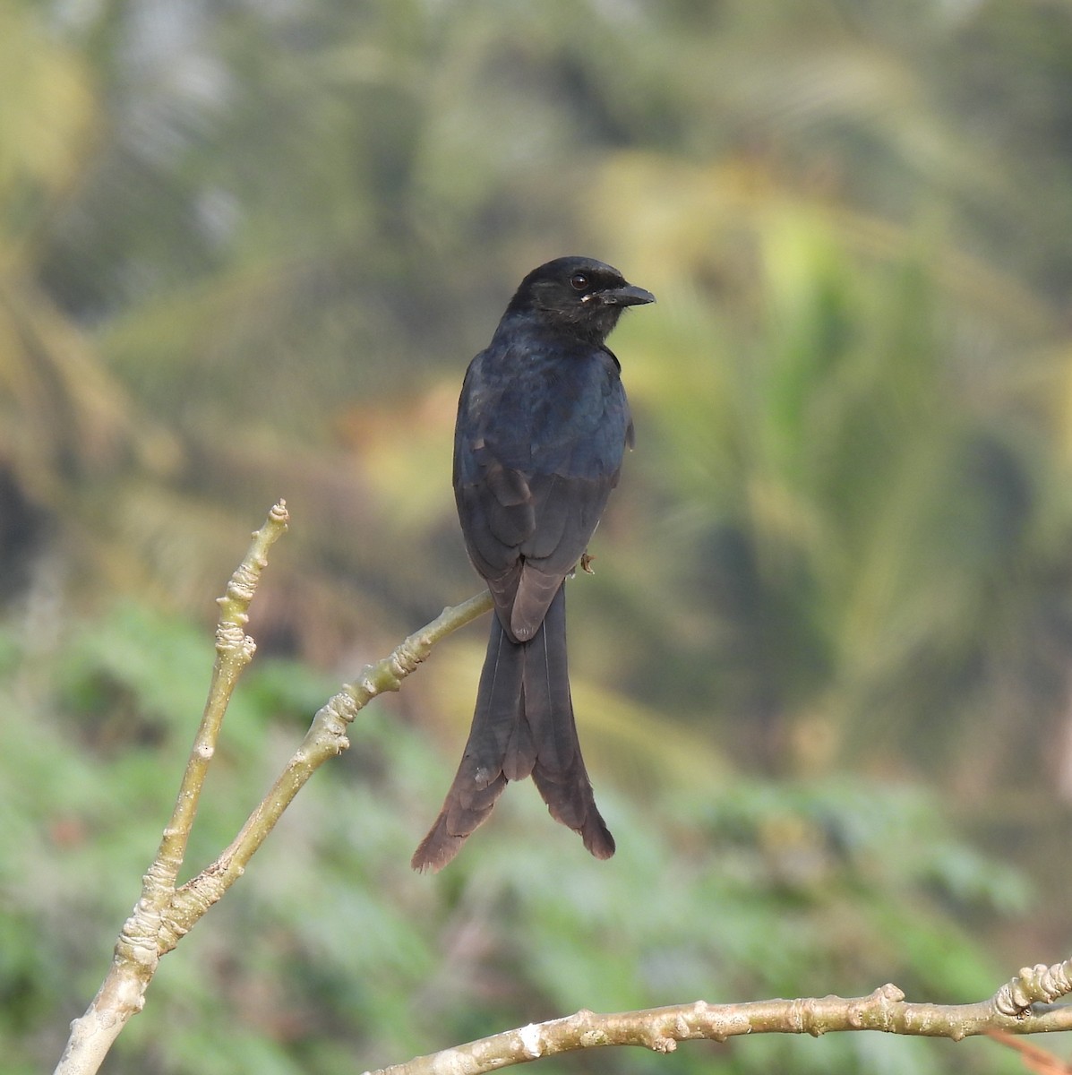 Black Drongo - ML647882168
