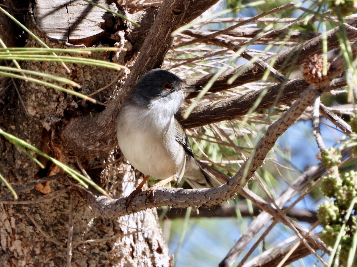 Sardinian Warbler - ML647882174