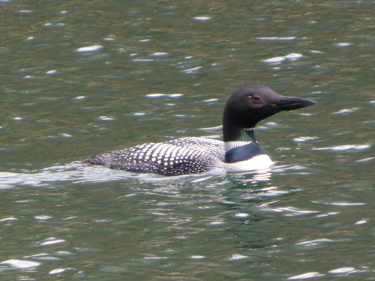 Eistaucher - ML647882175