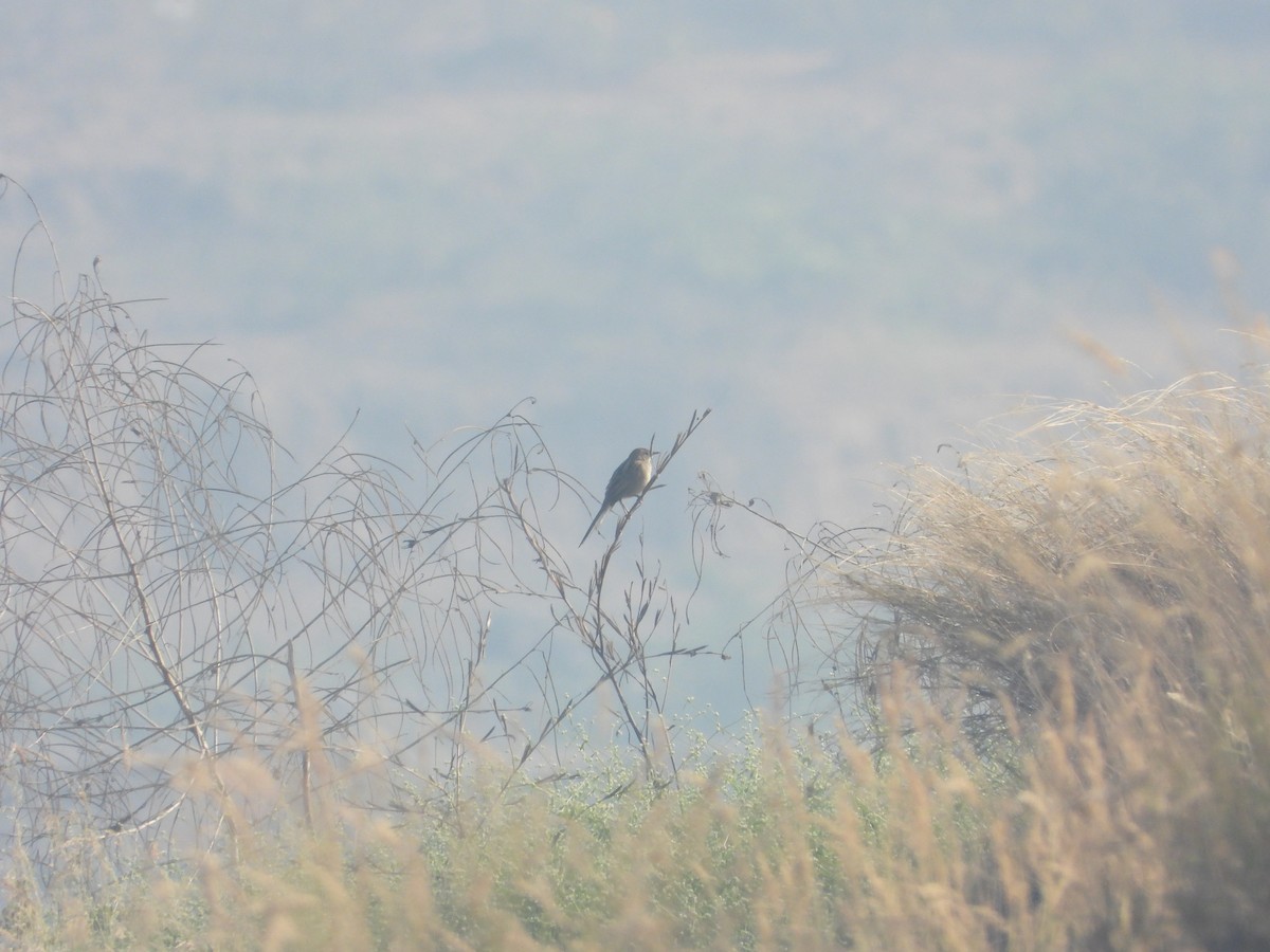 Striated Grassbird - ML647882176