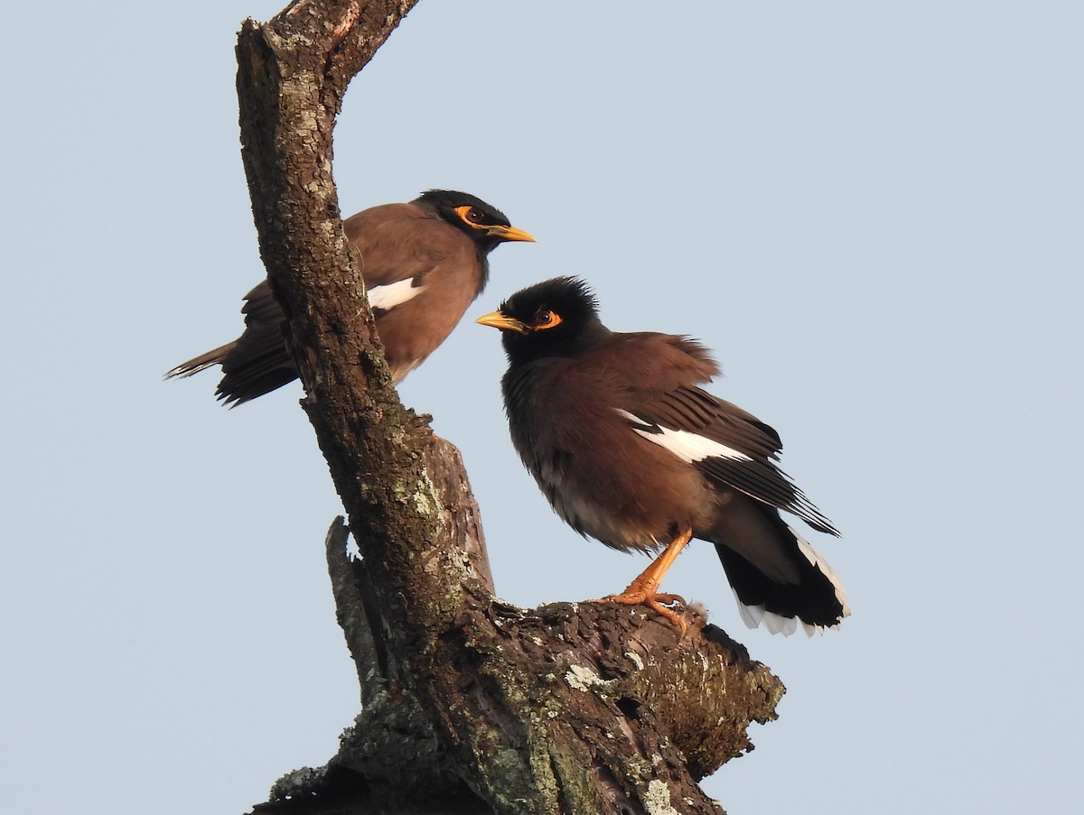 家八哥 - ML647882177