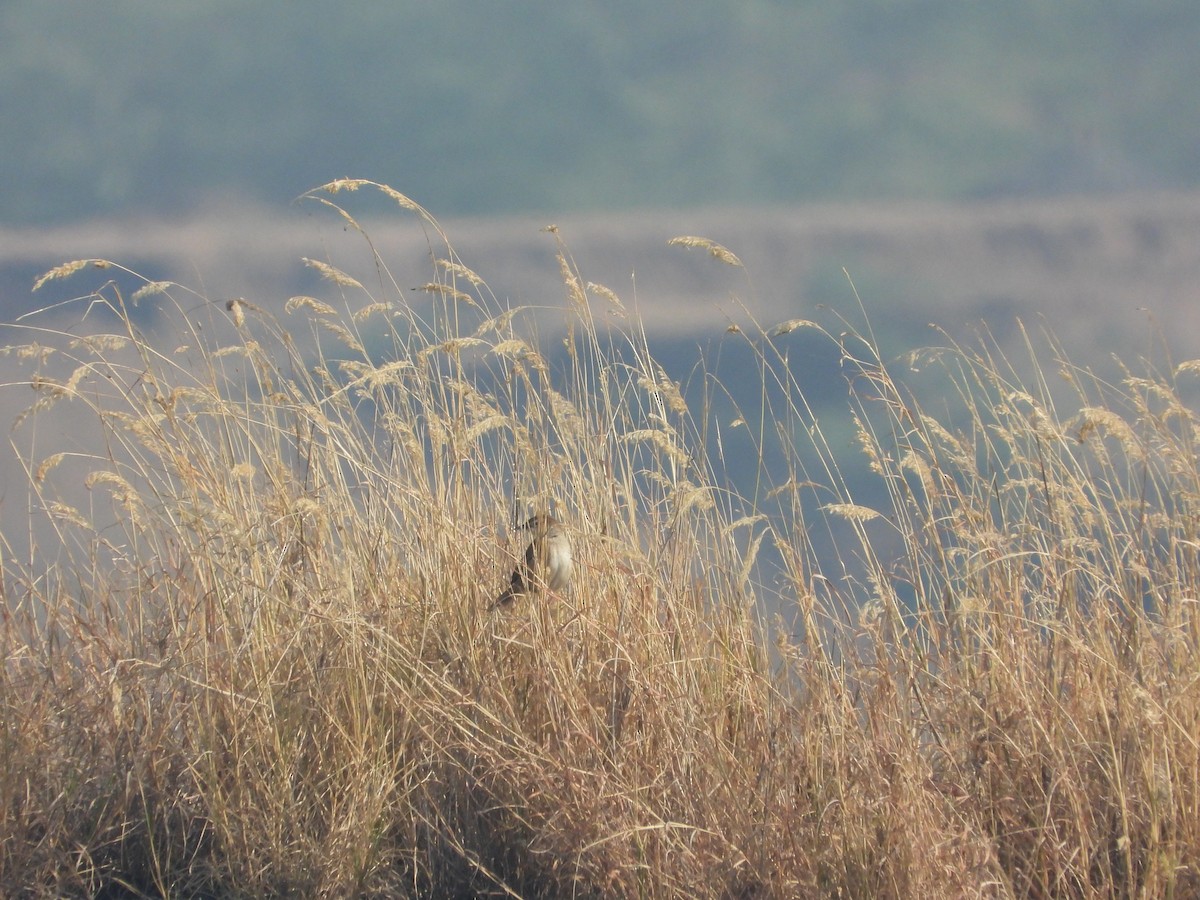 Striated Grassbird - ML647882178