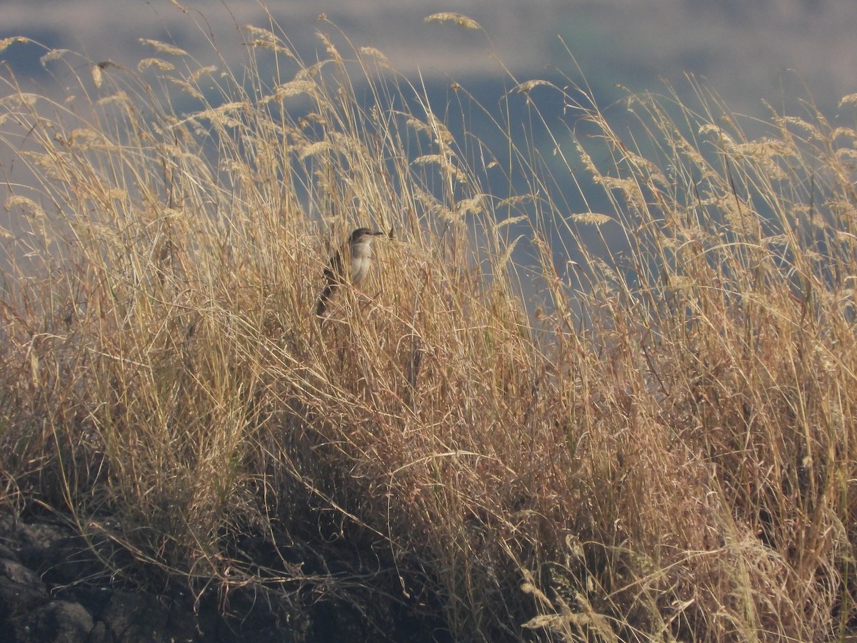 Striated Grassbird - ML647882179