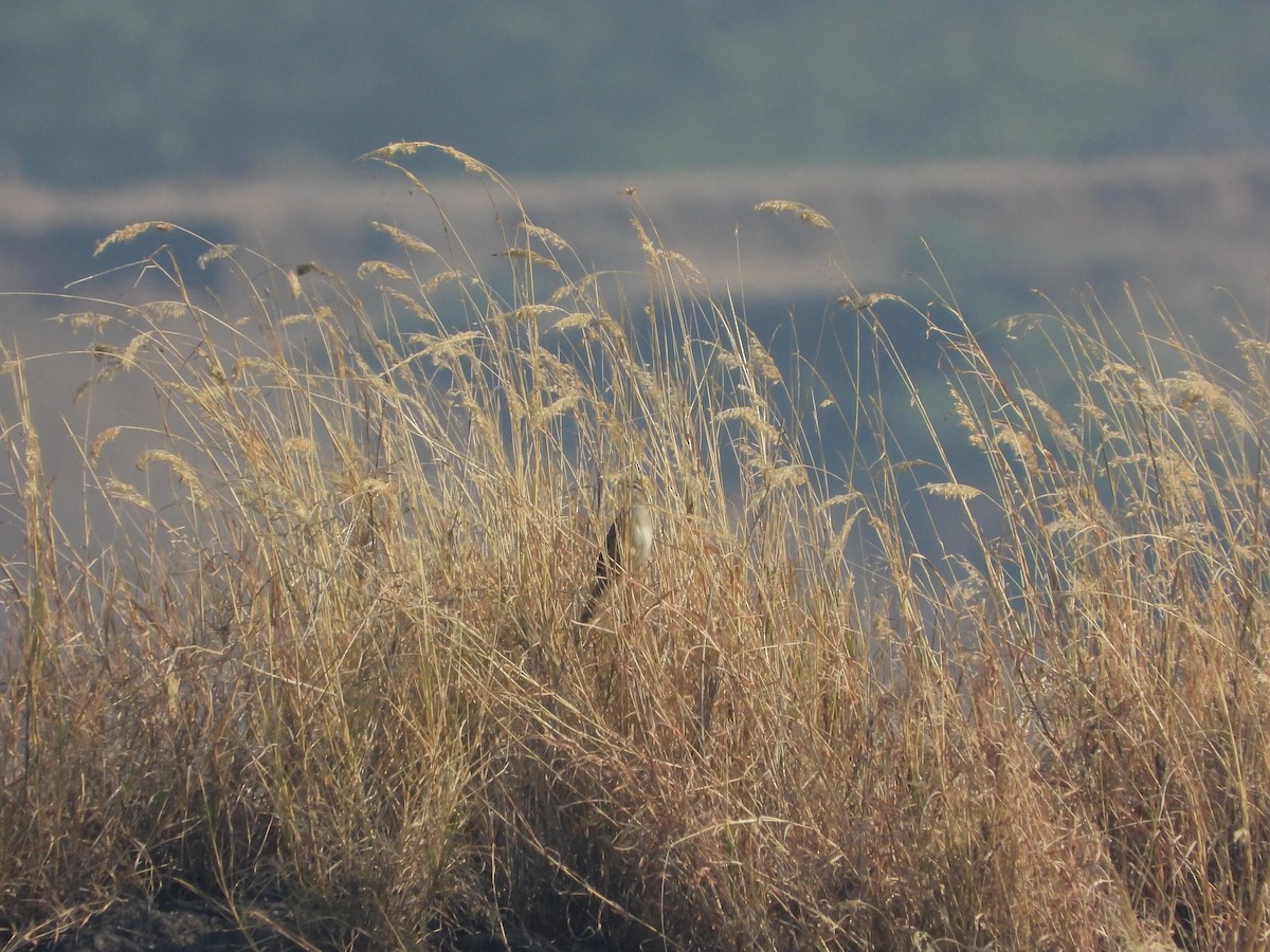 Striated Grassbird - ML647882180