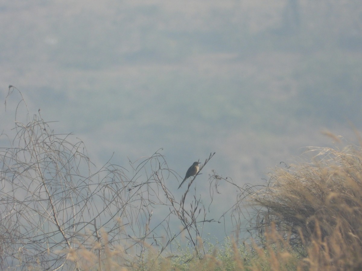 Striated Grassbird - ML647882181