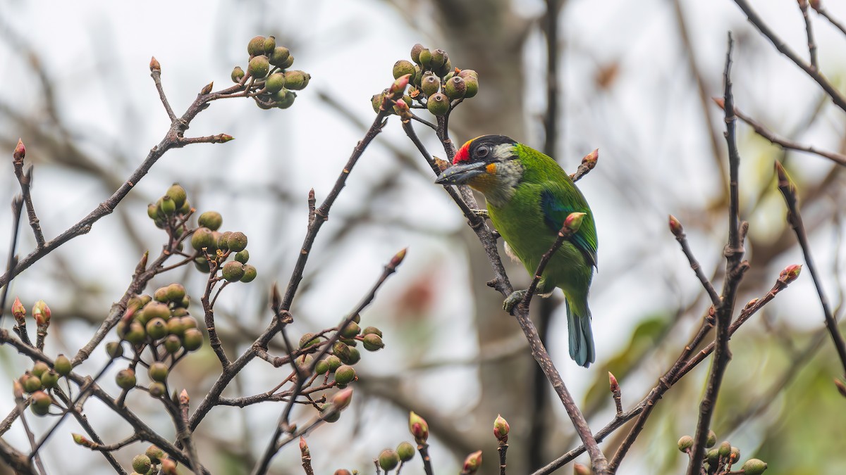 Golden-throated Barbet - ML647882182