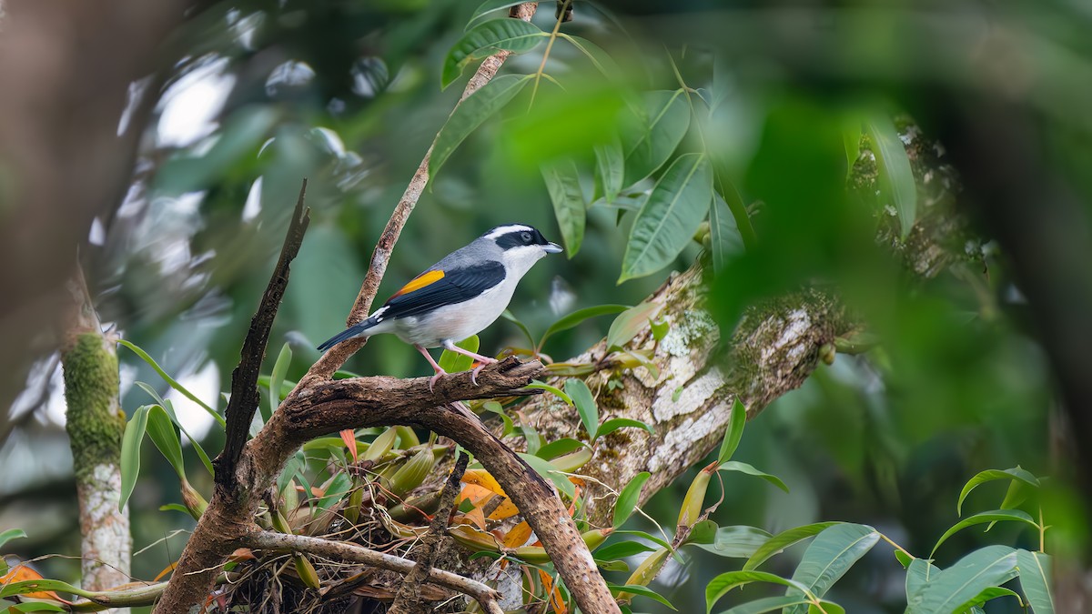 White-browed Shrike-Babbler - ML647882183