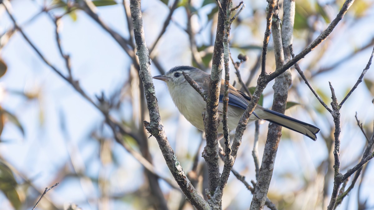 Blue-winged Minla - ML647882185