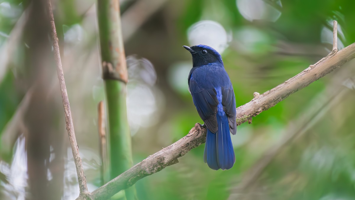 Large Niltava - ML647882187