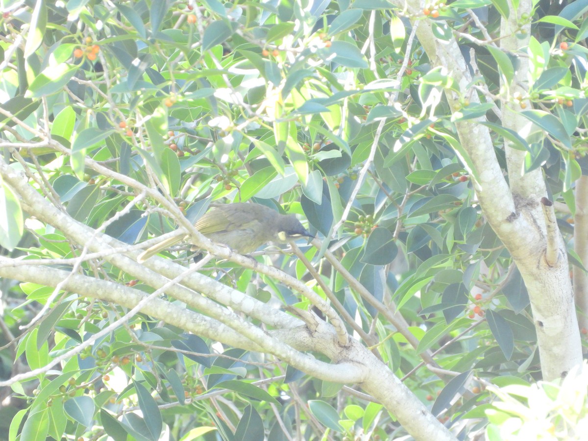 Lewin's Honeyeater - ML647882188