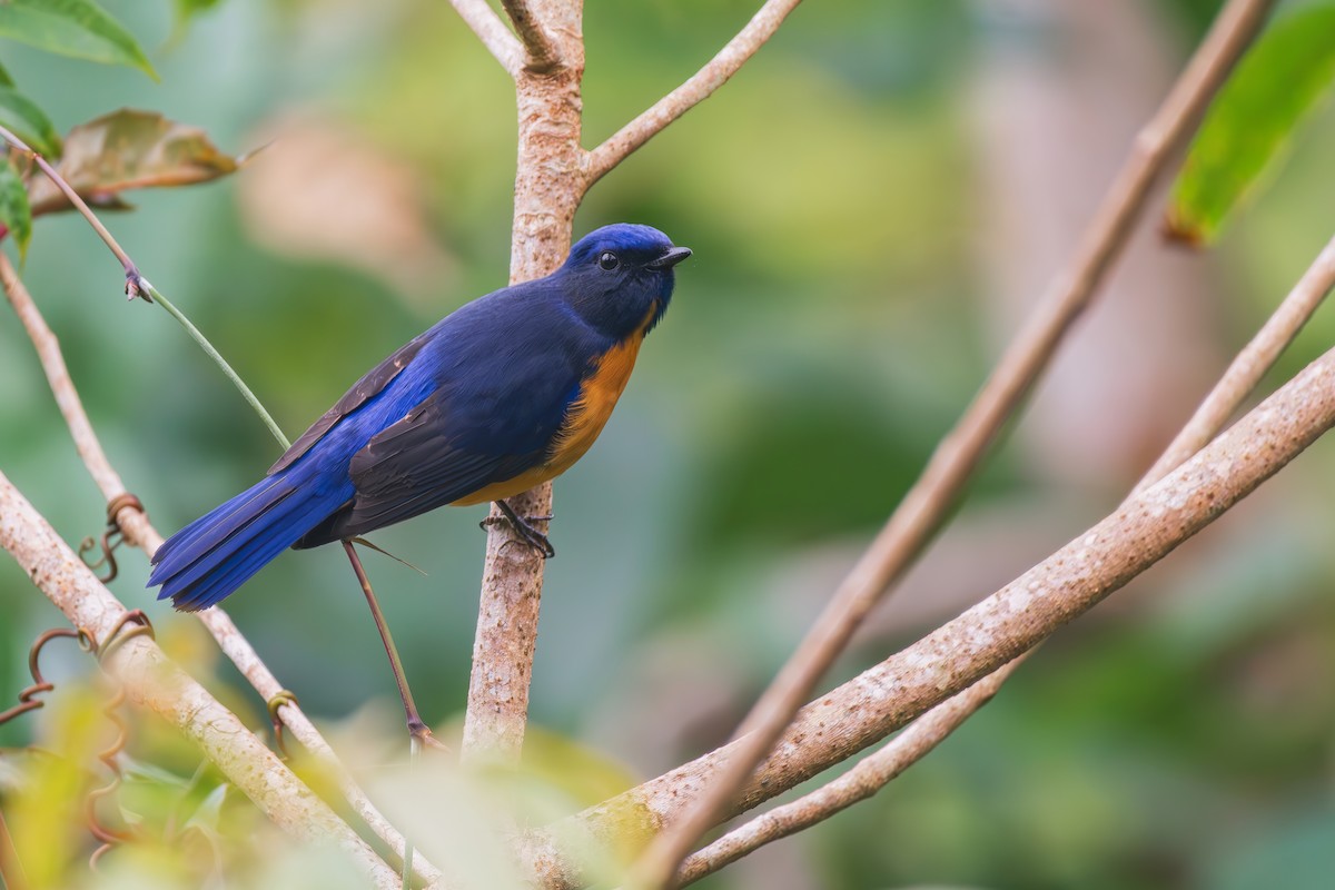 棕腹藍仙鶲 - ML647882189