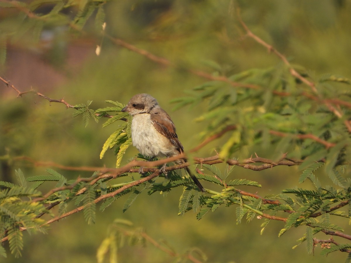 Bay-backed Shrike - ML647882192
