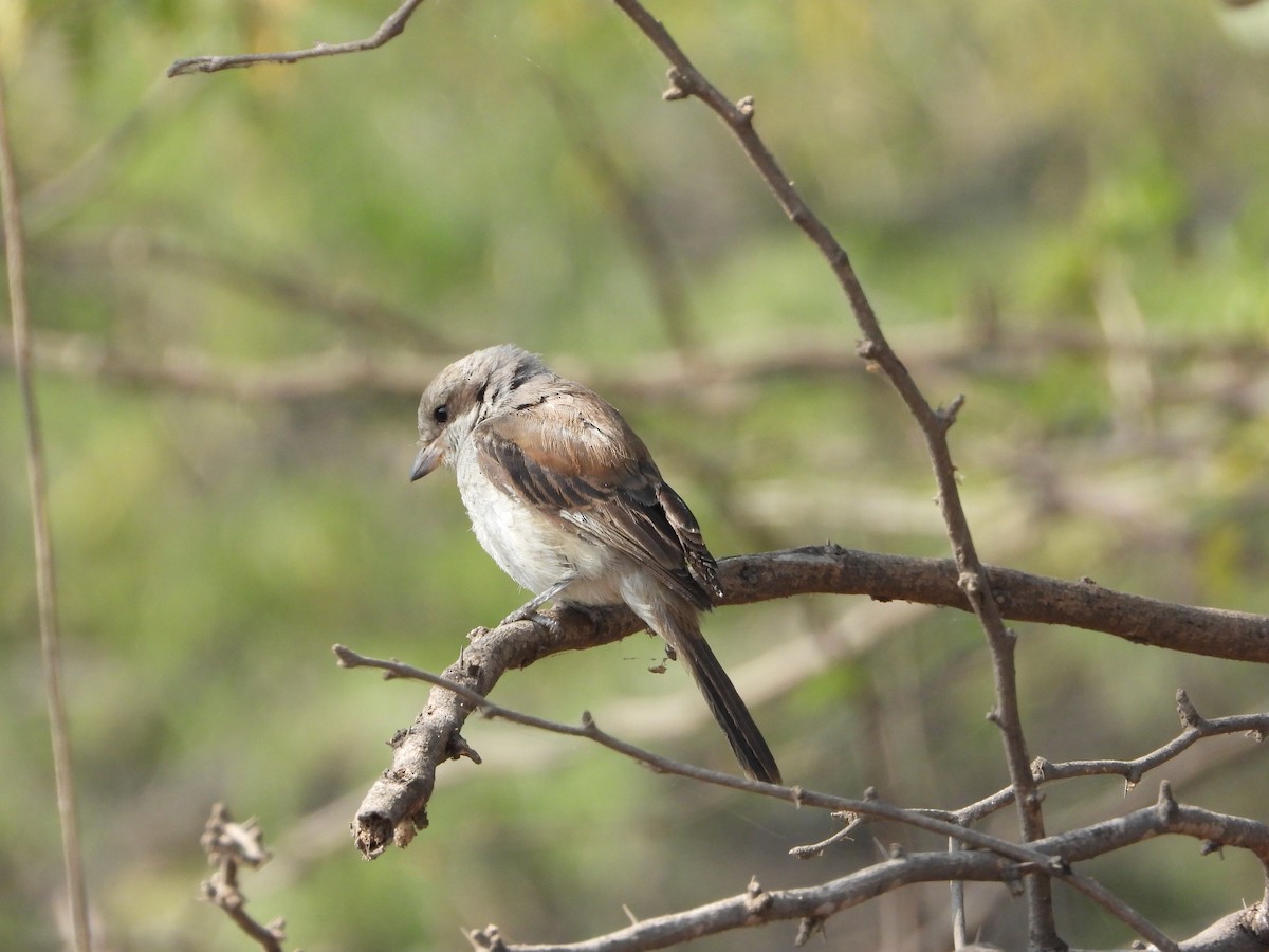 Bay-backed Shrike - ML647882193