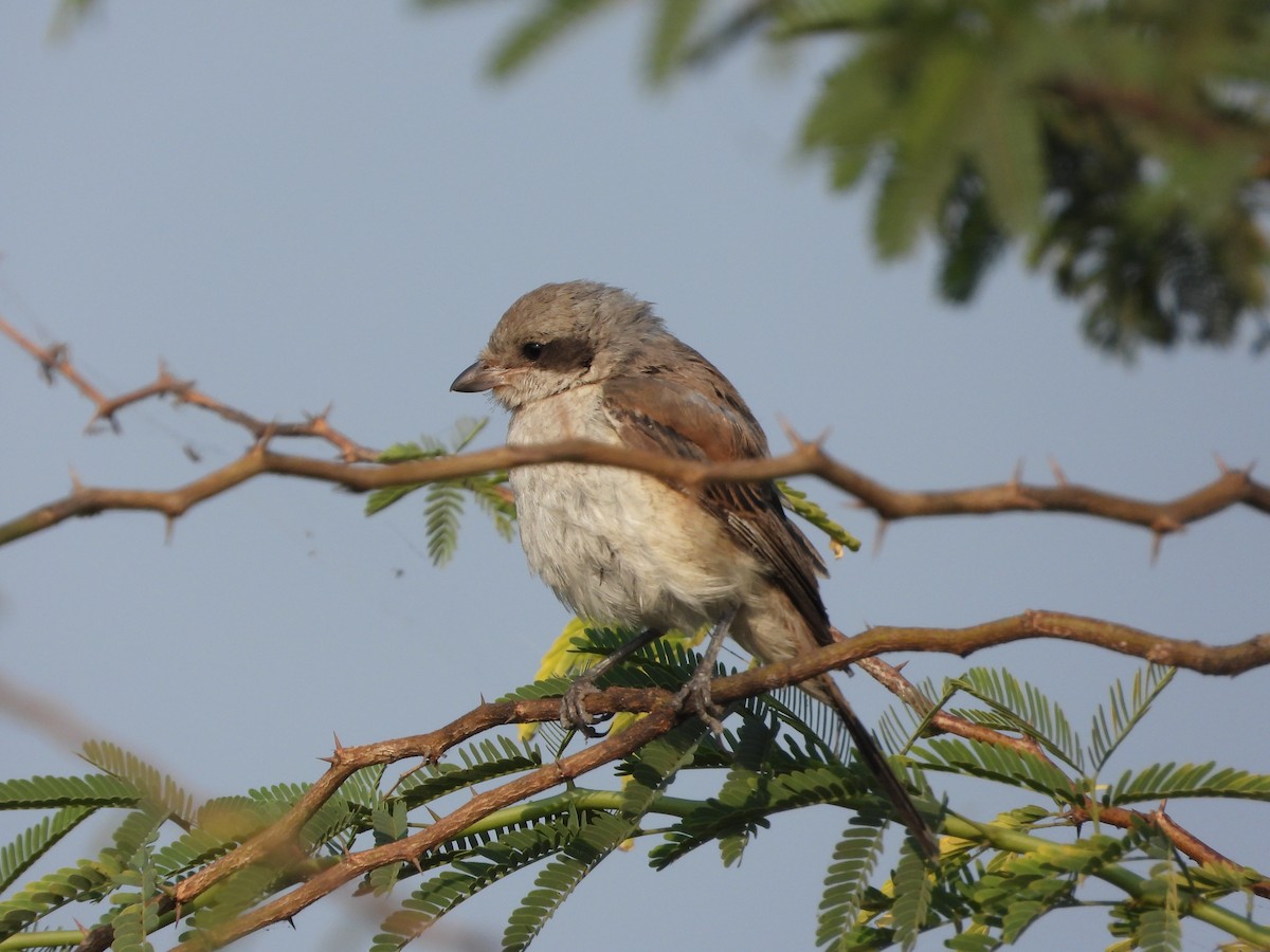 Bay-backed Shrike - ML647882194