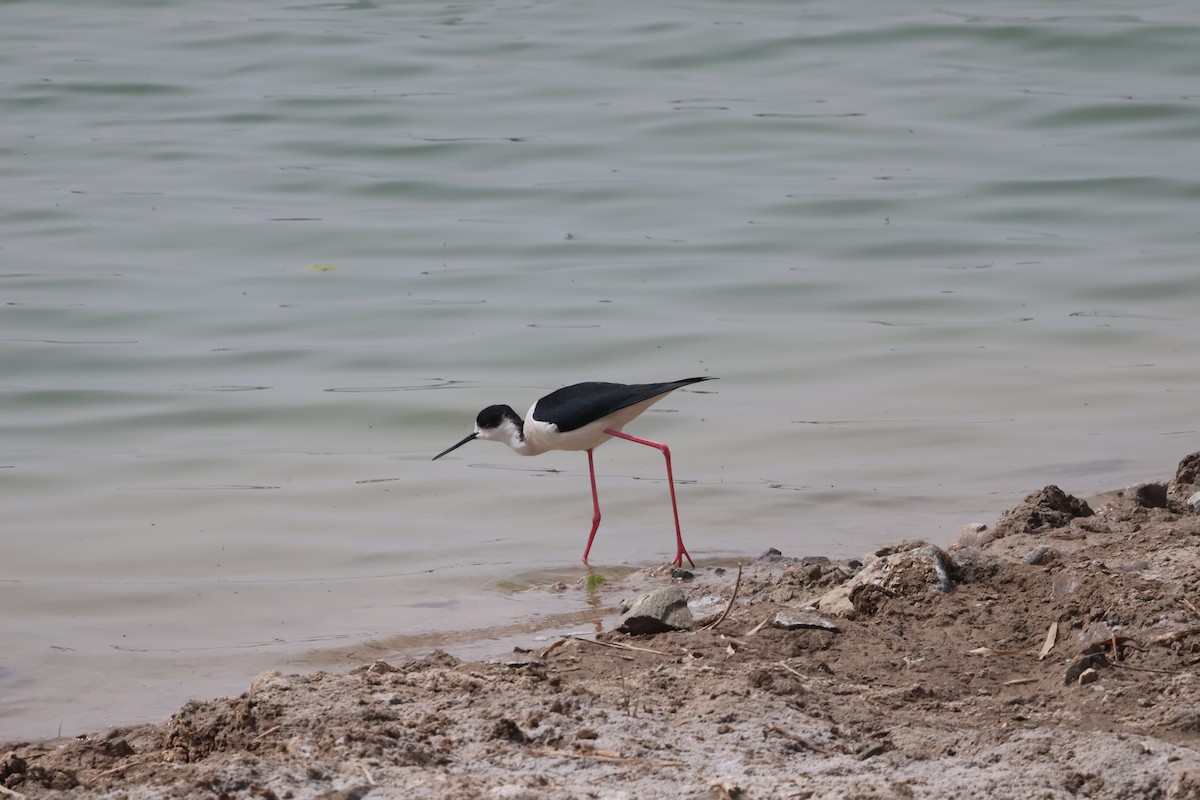 高蹺鴴 - ML647882195