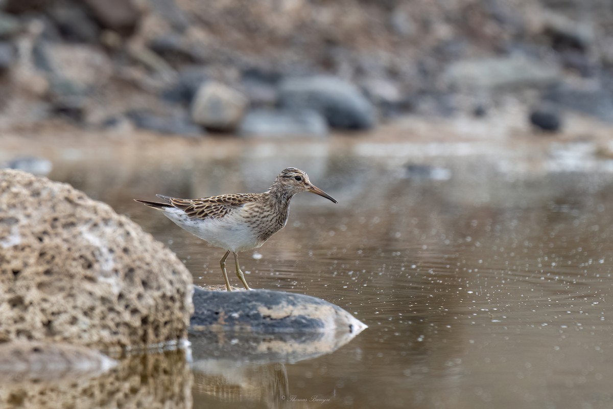 美洲尖尾濱鷸 - ML647882197
