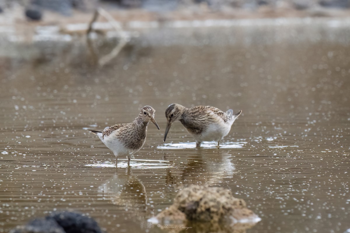 美洲尖尾濱鷸 - ML647882198