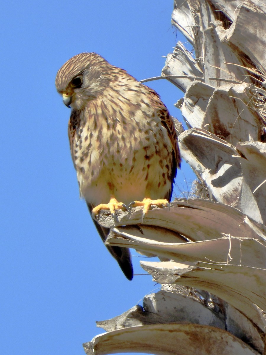 紅隼(canariensis/dacotiae) - ML647882200