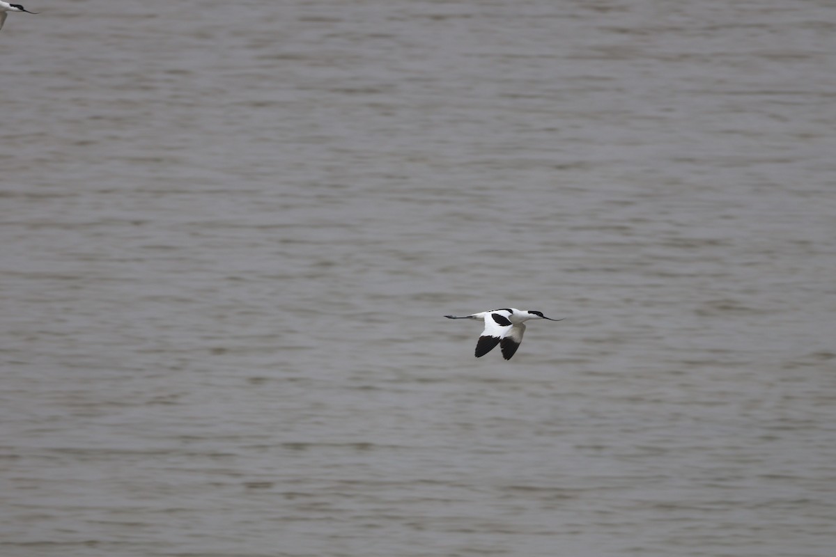 反嘴鴴 - ML647882201