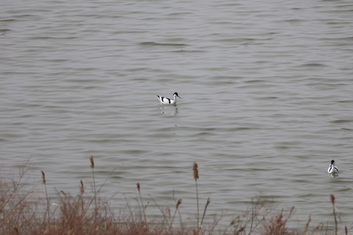 反嘴鴴 - ML647882202