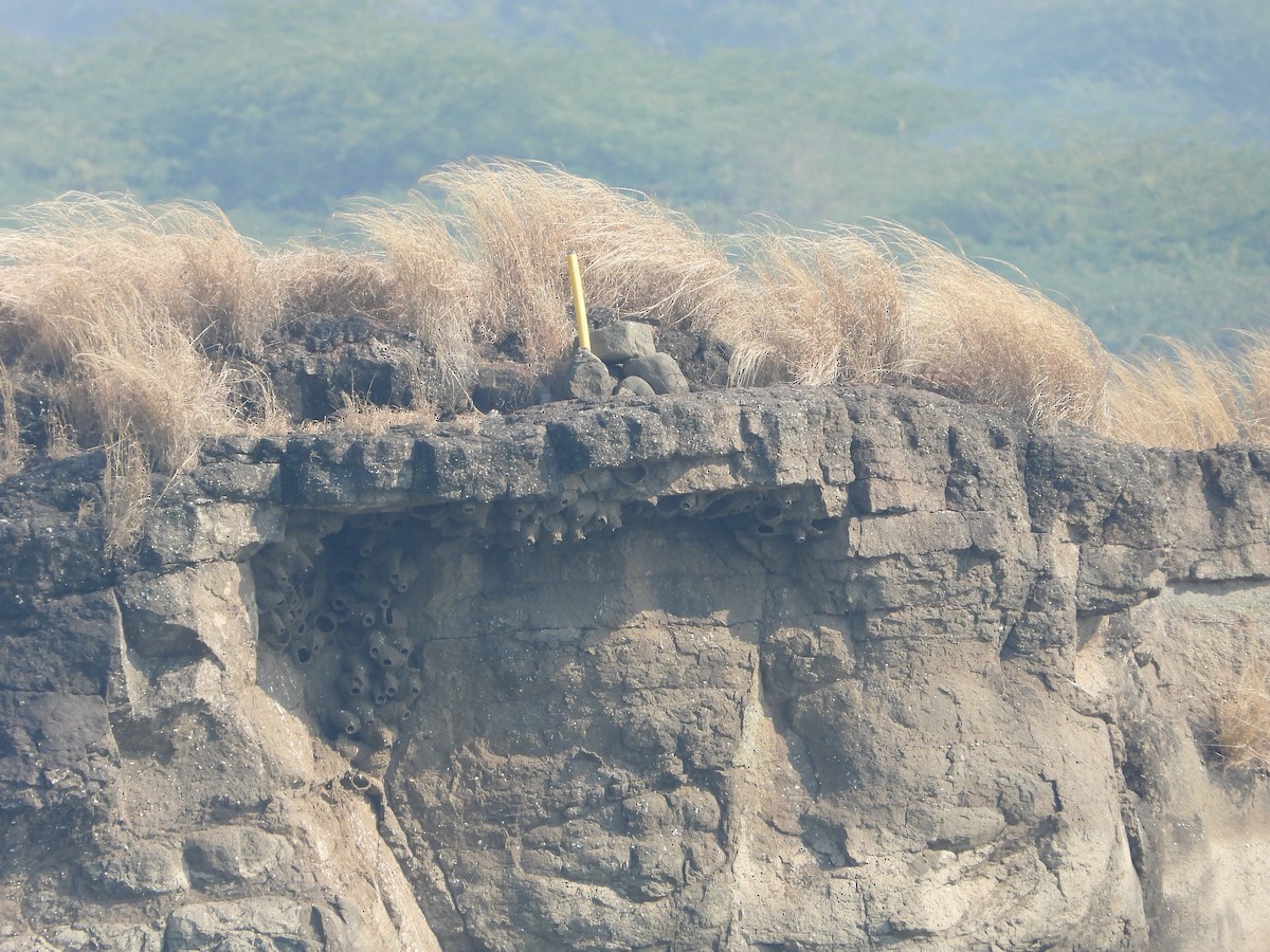 Streak-throated Swallow - ML647882203