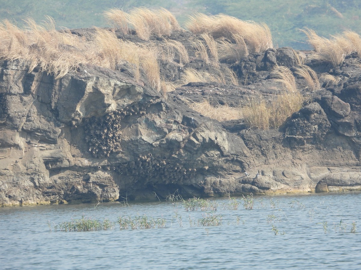 Streak-throated Swallow - ML647882204