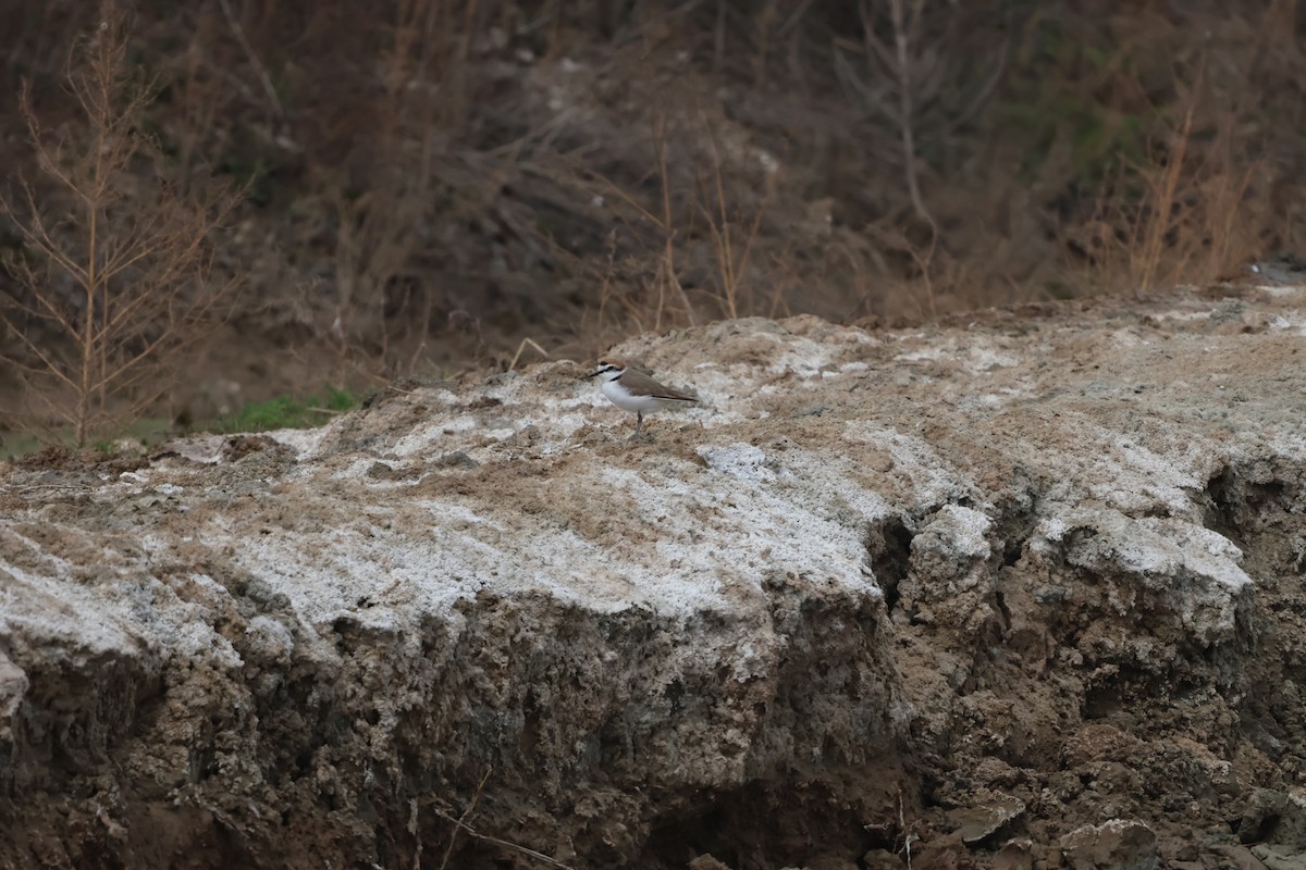 東方環頸鴴 - ML647882207