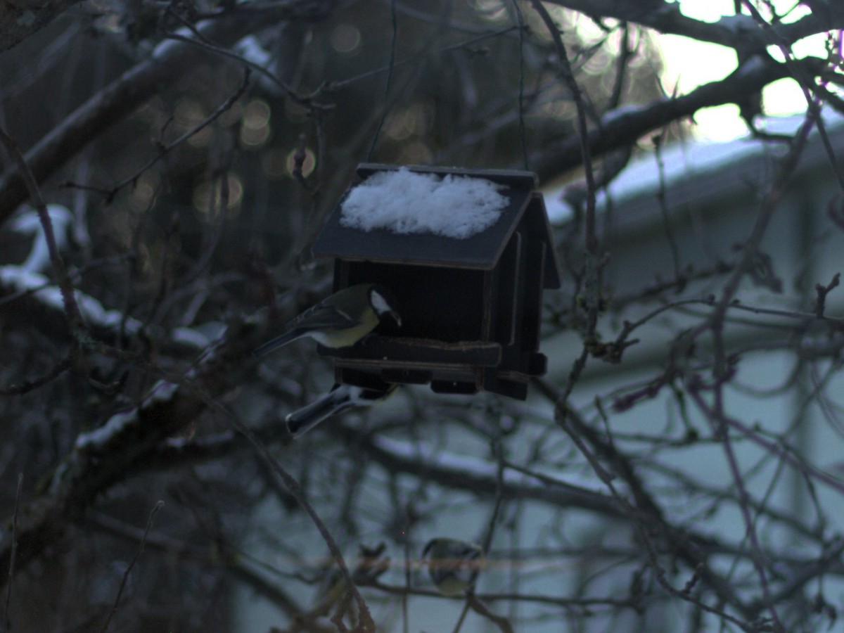 Great Tit - ML647882208