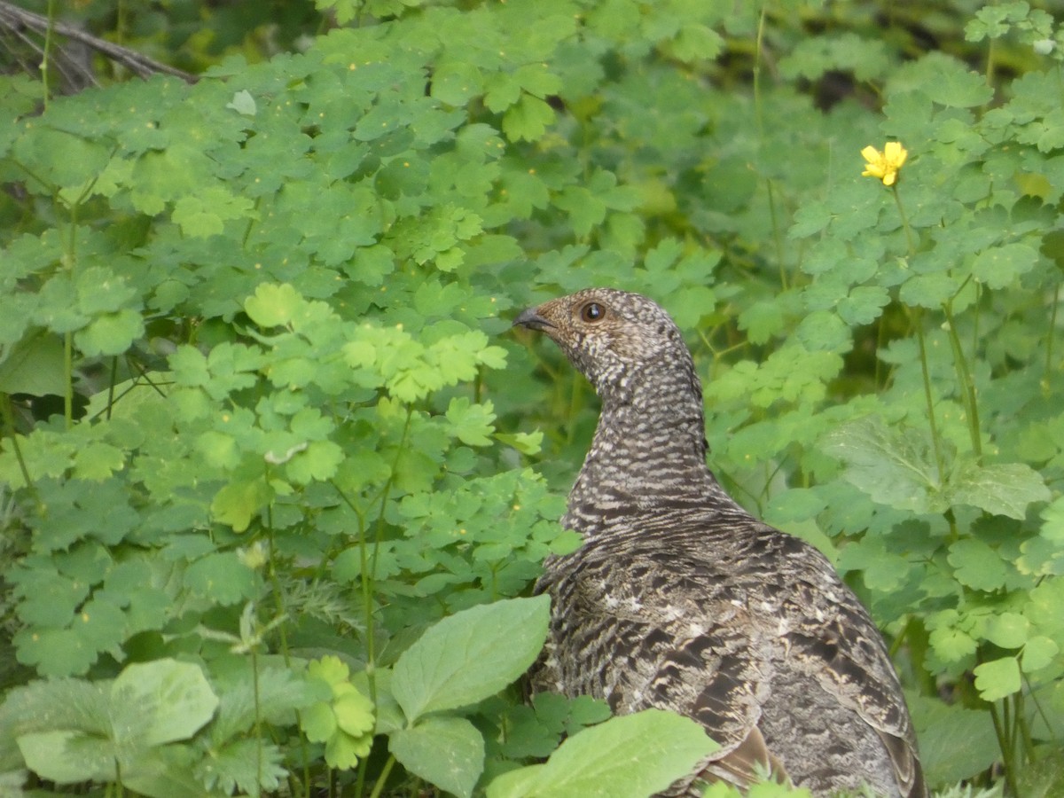 Sooty Grouse - ML647882210