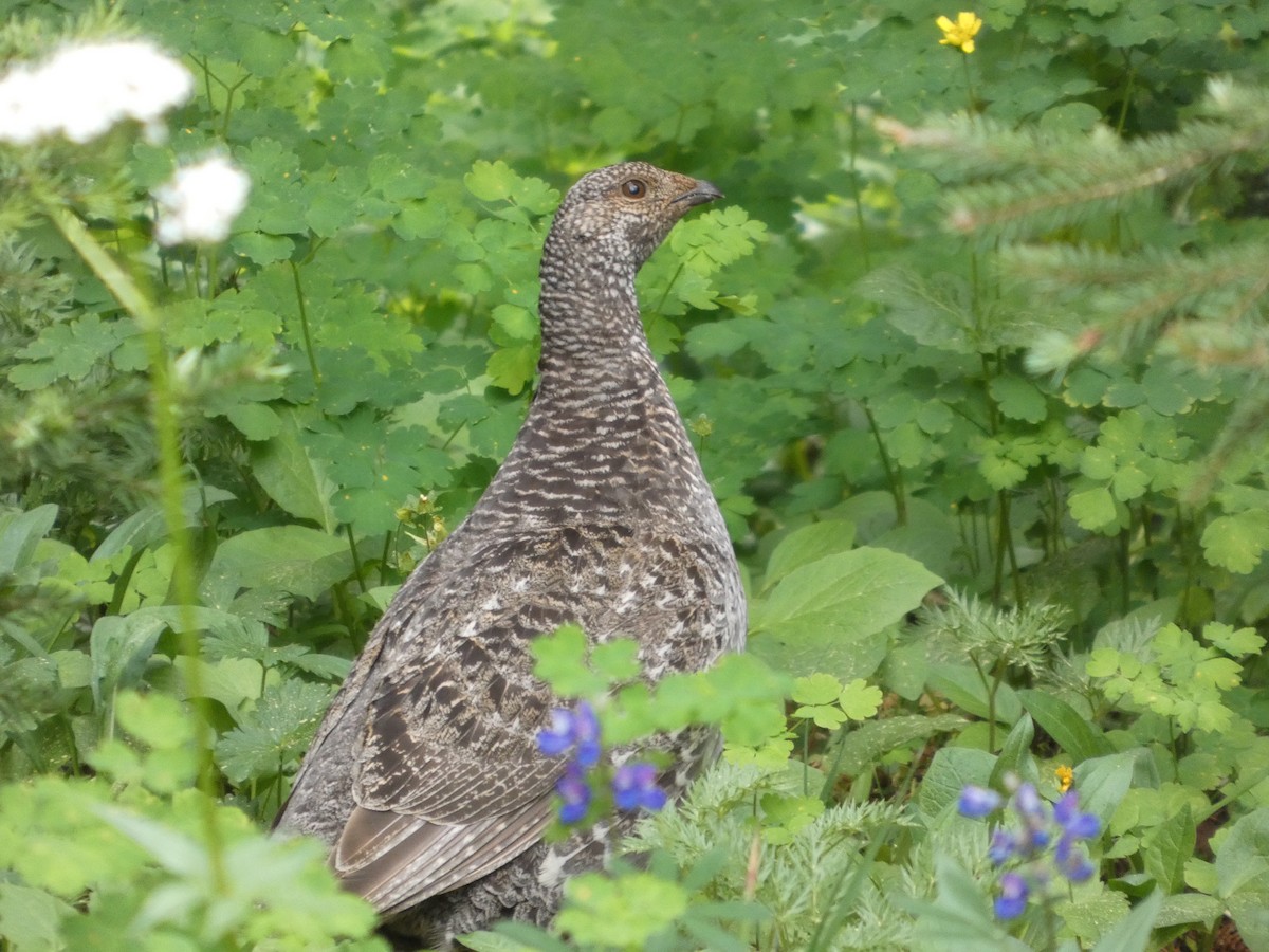 Sooty Grouse - ML647882211