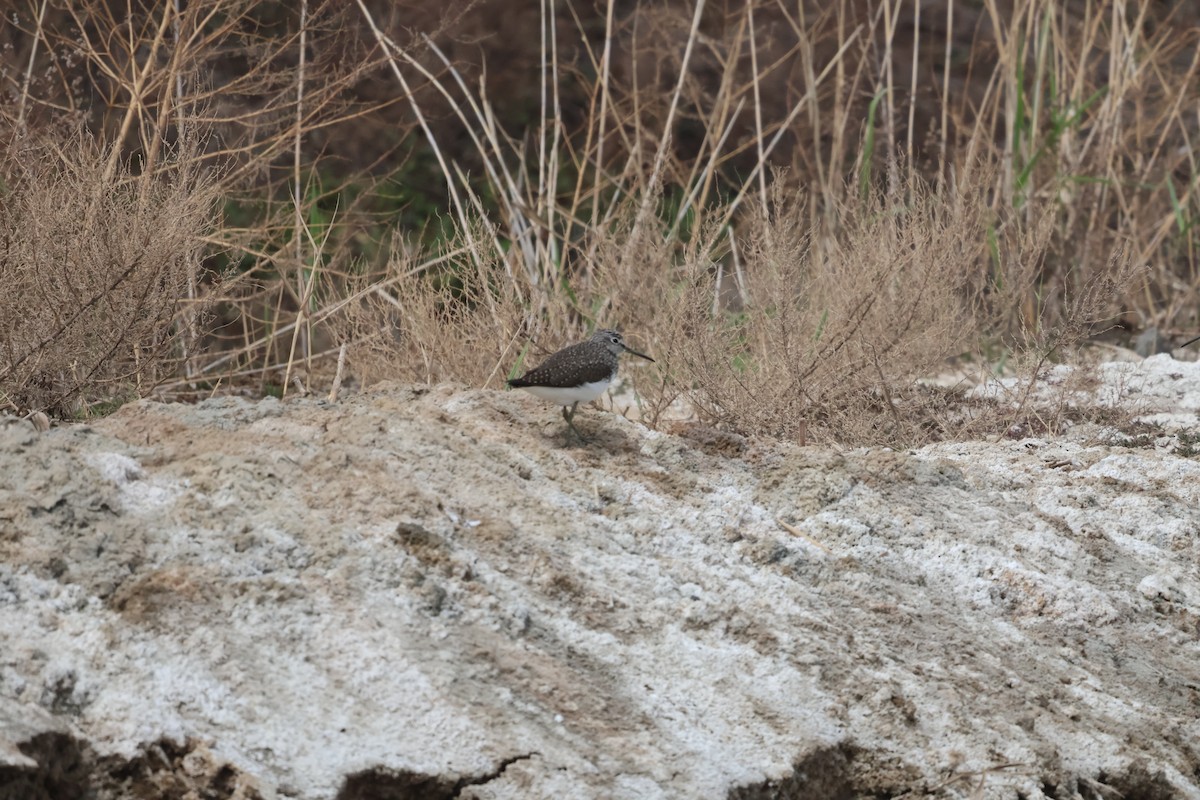 白腰草鷸 - ML647882213