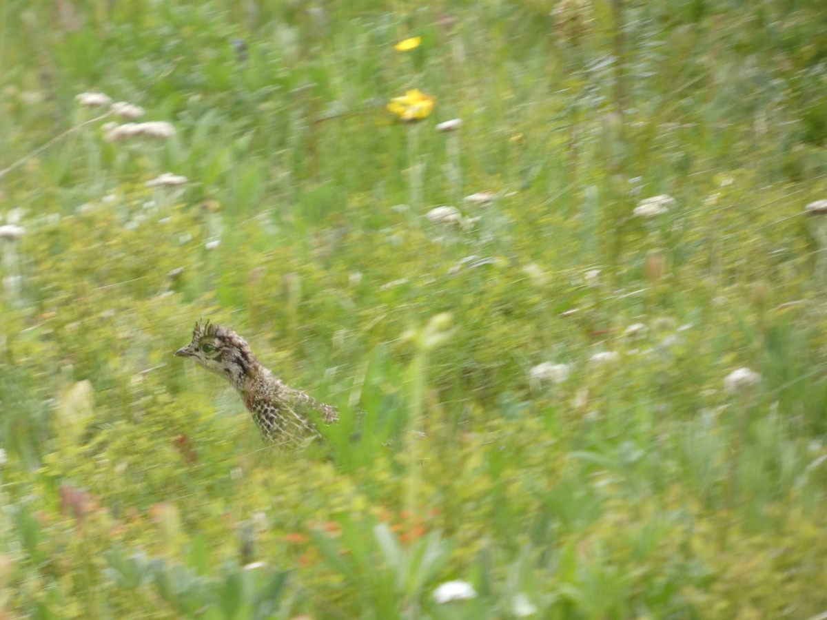 Sooty Grouse - ML647882214