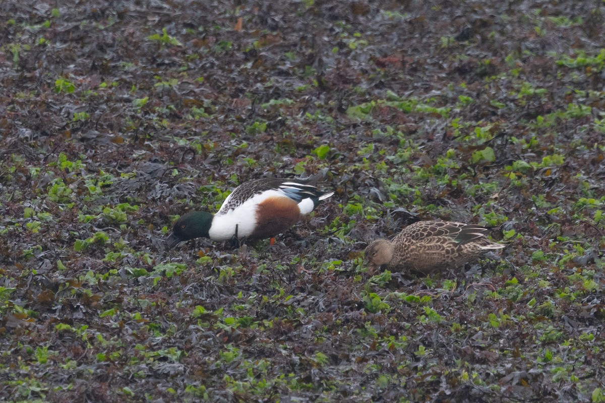 Cuchara Común - ML647882284