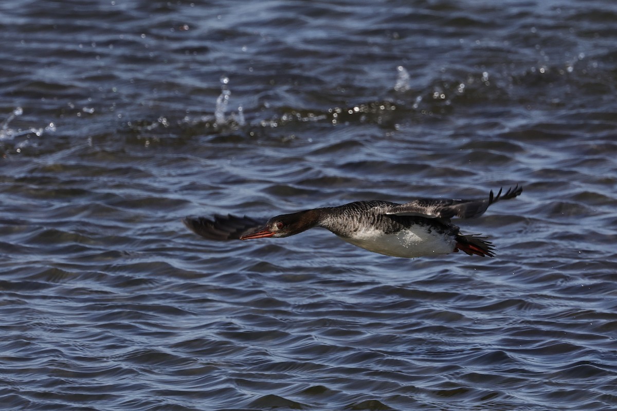 Red-breasted Merganser - ML647882291
