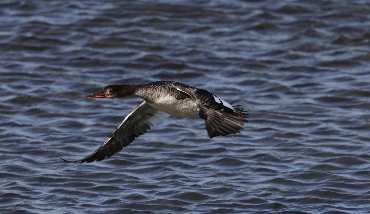 Red-breasted Merganser - ML647882292