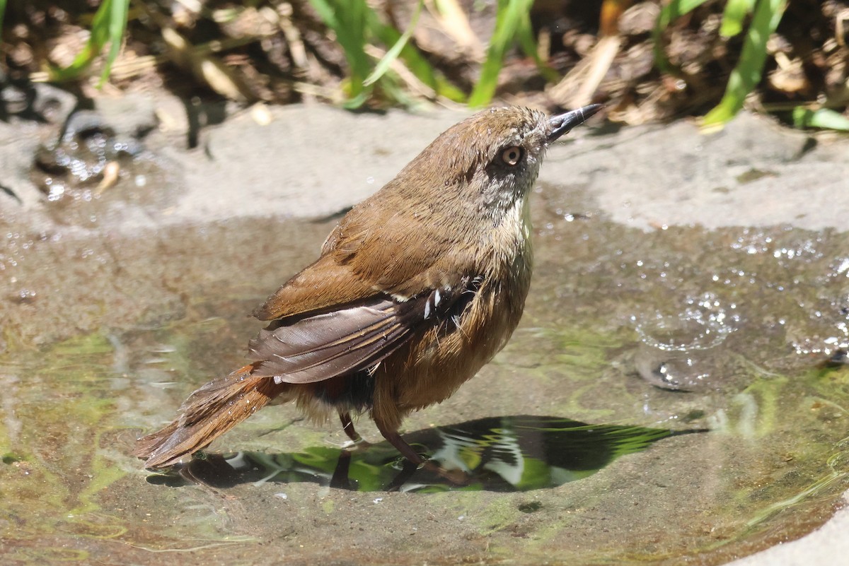 Sedosito Cejiblanco - ML647882296