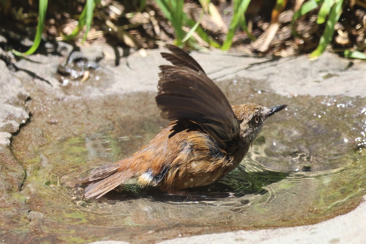 Sedosito Cejiblanco - ML647882298
