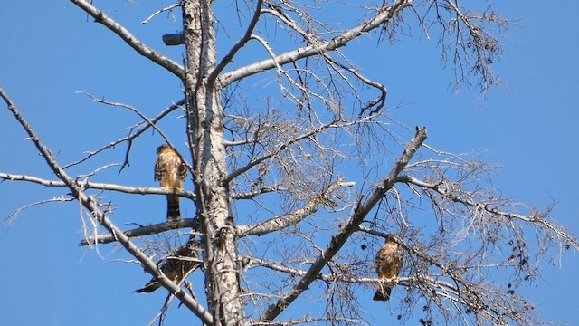 Esmerejón - ML647882315