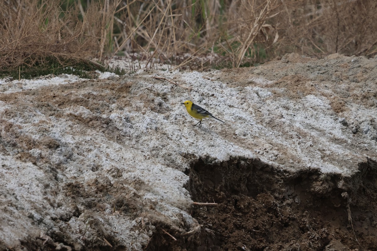 Citrine Wagtail - ML647882321