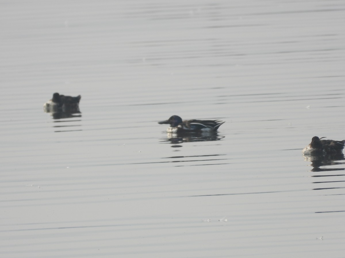 Cuchara Común - ML647882323