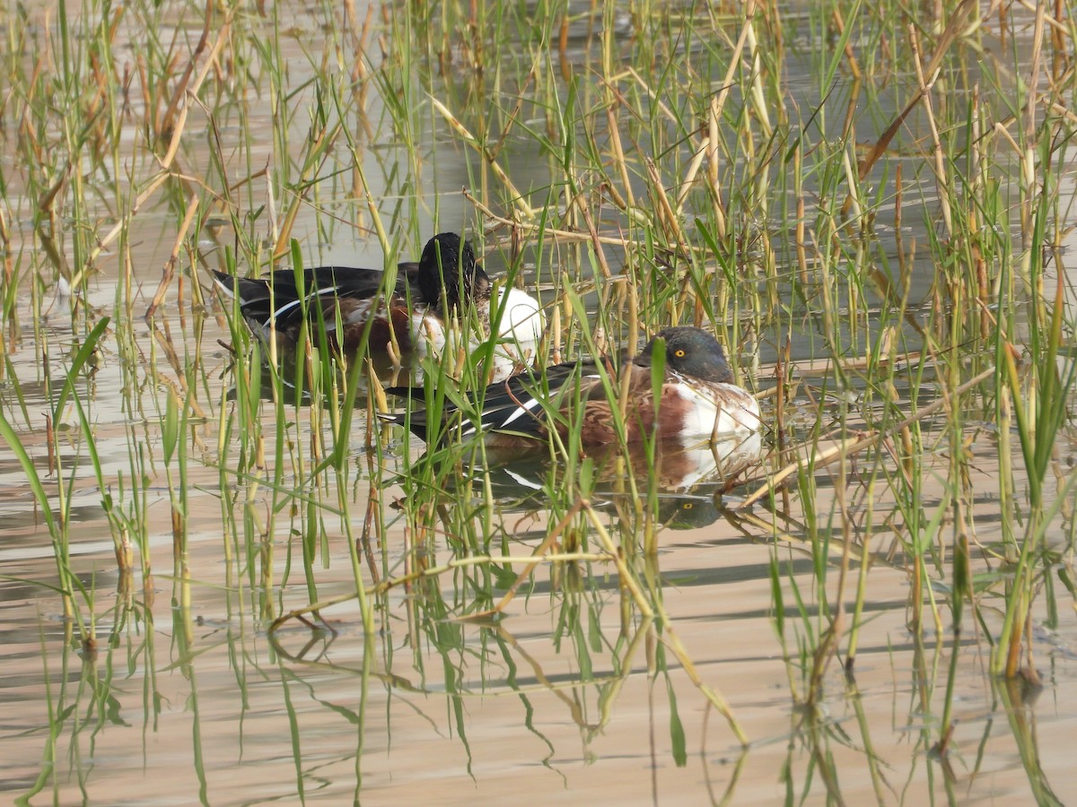 Cuchara Común - ML647882324