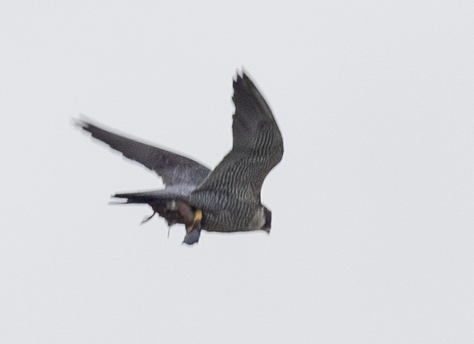 遊隼 - ML647882392