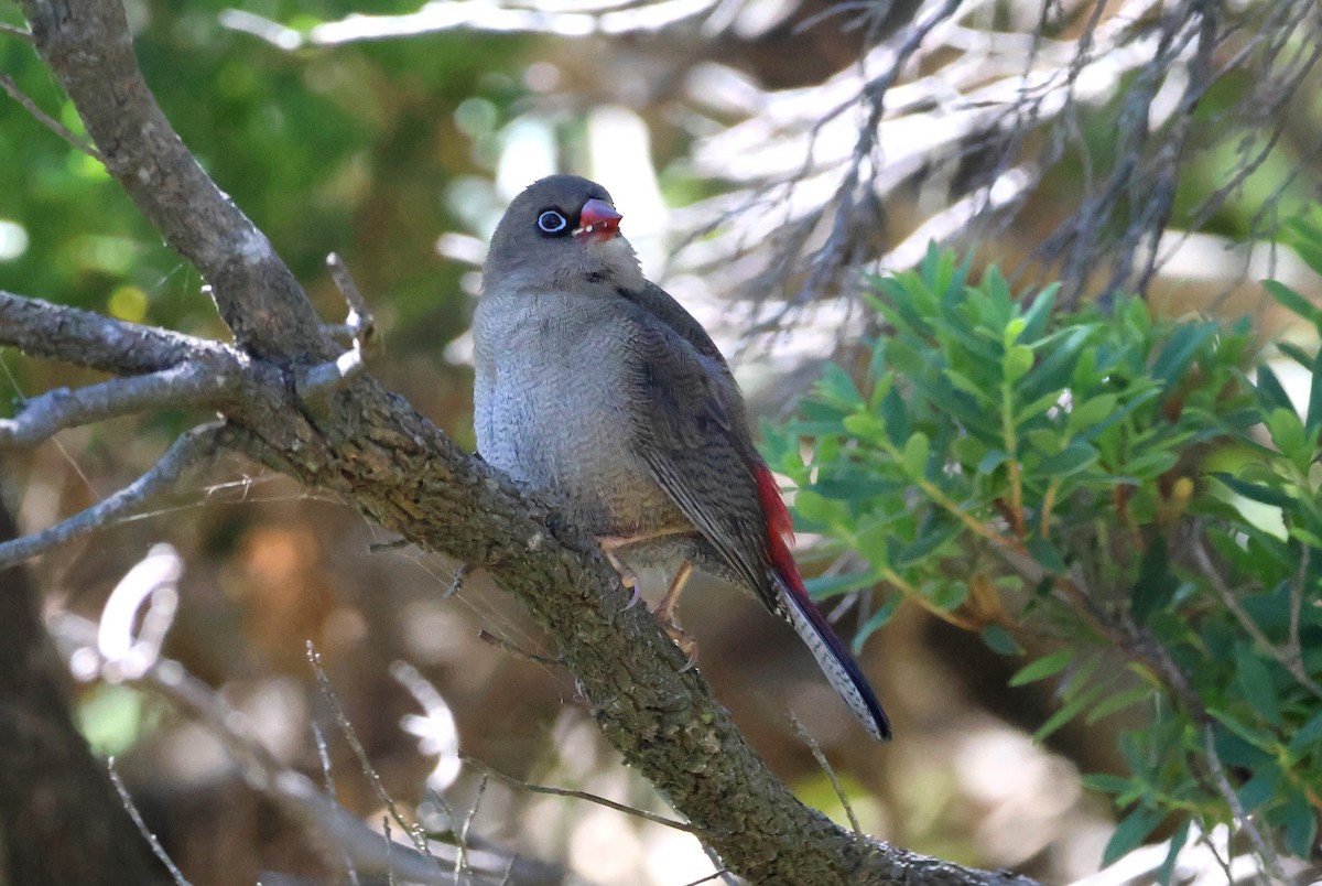 Diamante Hermoso - ML647882421