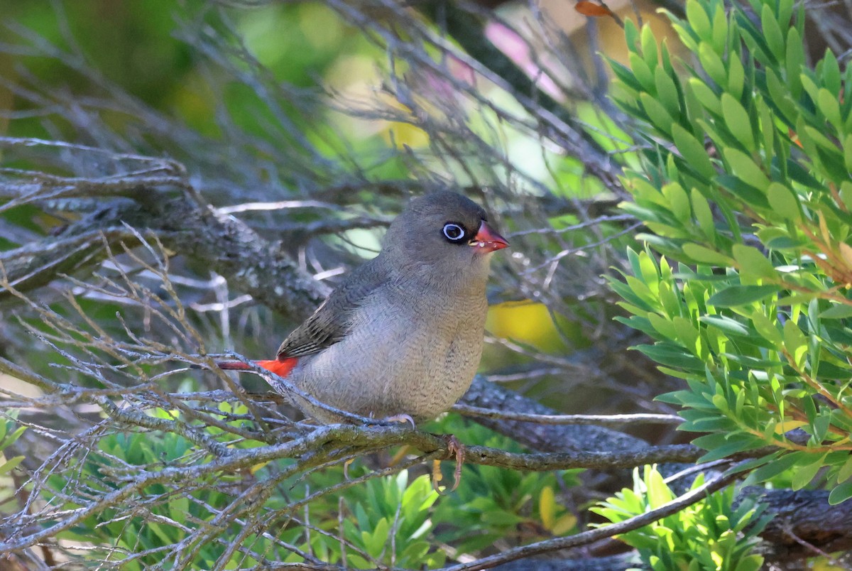 Diamante Hermoso - ML647882422